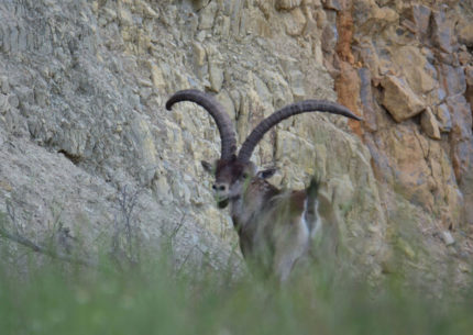 Ibex Hunting in Spain. beceite ibex hunting in spain