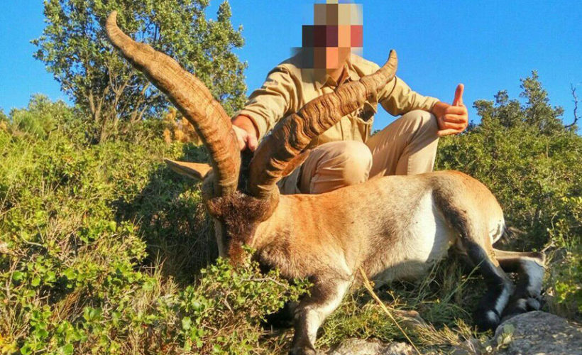 Cazar ibex Beceite