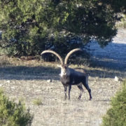 Cazar ibex Beceite
