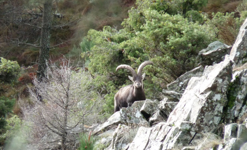 Gredos ibex hunting in Spain