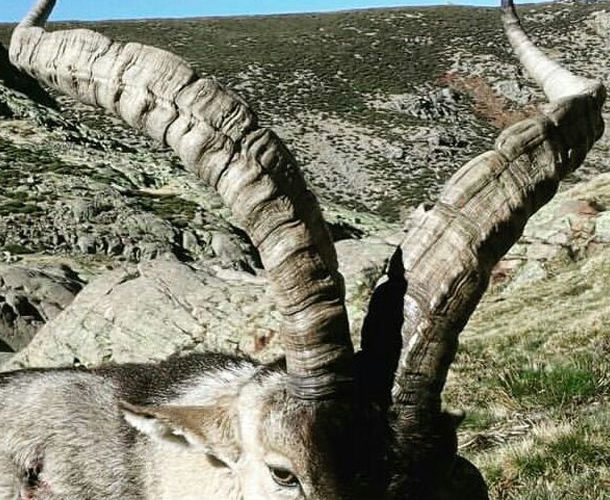 Cazar ibex Gredos