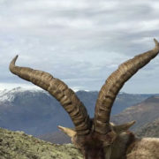 Cazar ibex Gredos