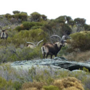Cazar ibex Sierra Nevada