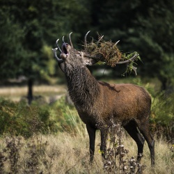 Red stag