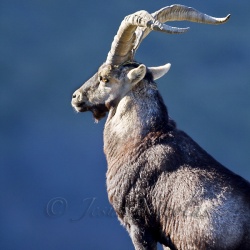 Granada ibex