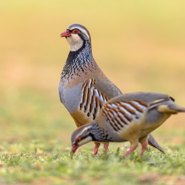 Couple Red-Legged Partridge (Alectoris rufa) is a Gamebird in the Pheasant Family. This Bird is Bred for Shooting, and sold and eaten as game. Wildlife Scene of Nature in Europe.